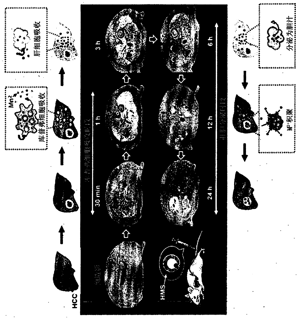 Diagnostic imaging hepatic tissue-specific contrast medium comprising manganese silicate nanoparticle