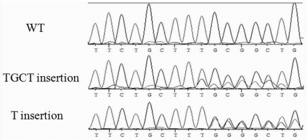 A kind of production method and application of autosomal dominant polycystic kidney disease gene mutation pig