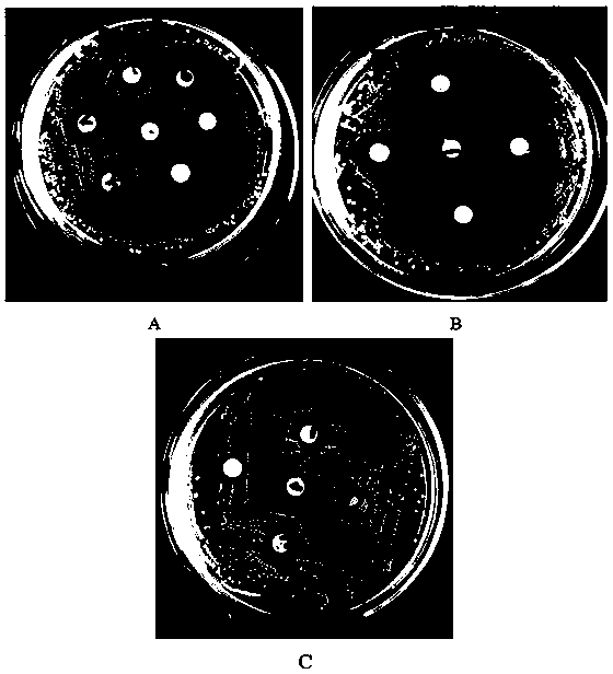 Antibacterial marc paper-type edible packing film