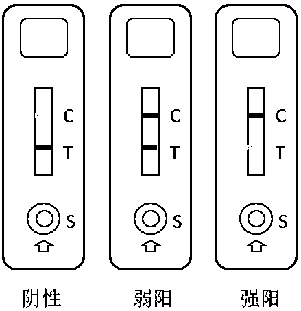 Test strip for detecting amphetamine and preparation method and application of test strip