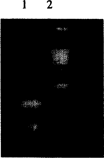 Gene of growth inhibitor in three kinds rockfish and its application