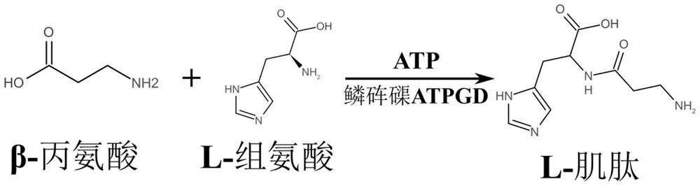 L-carnosine synthetase ATPGD derived from novel shellfish and application of L-carnosine synthetase ATPGD