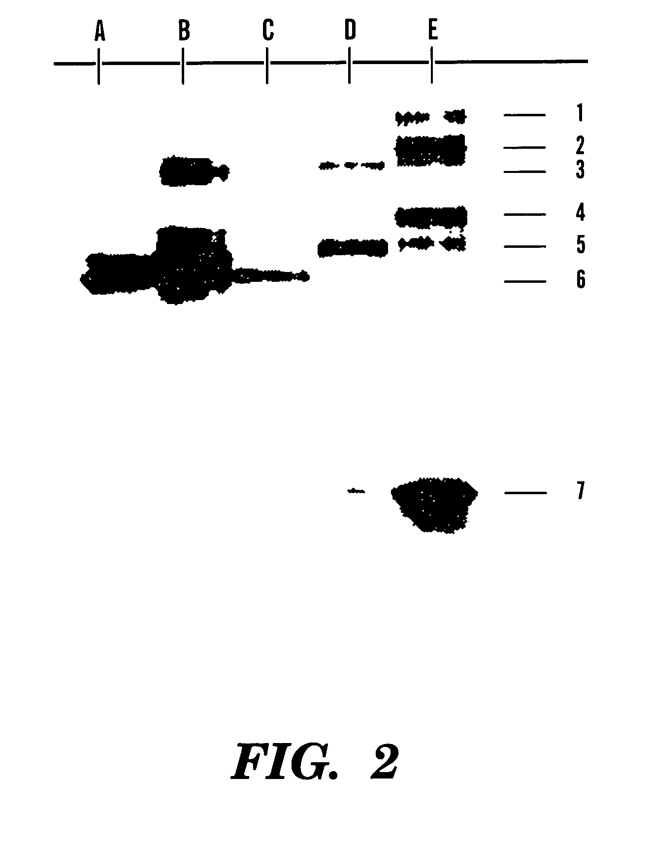 Nucleic acid directed immobilization arrays and methods of assembly