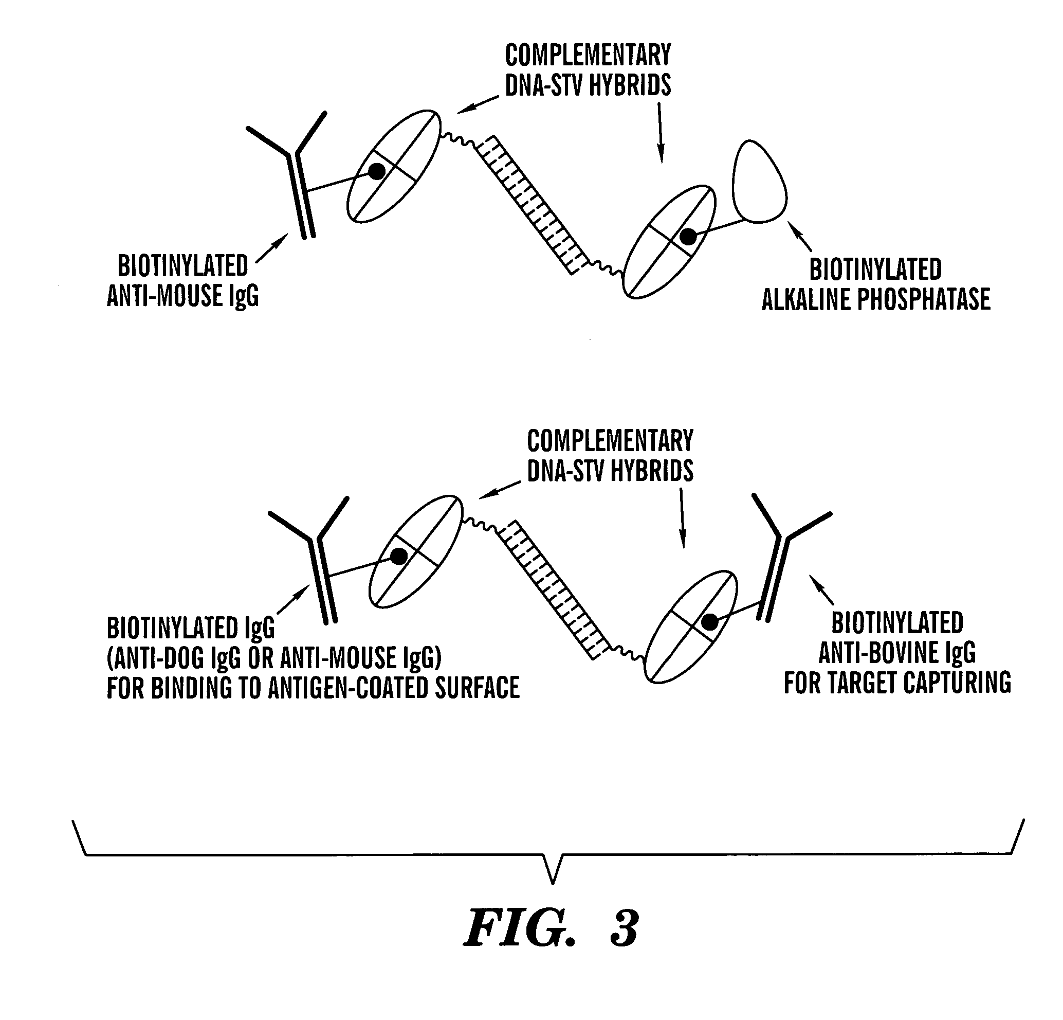 Nucleic acid directed immobilization arrays and methods of assembly