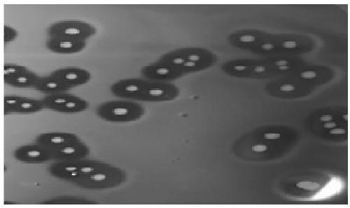 Sheep A-type clostridium perfringens strain, as well as inactivated vaccine thereof and vaccine preparation method