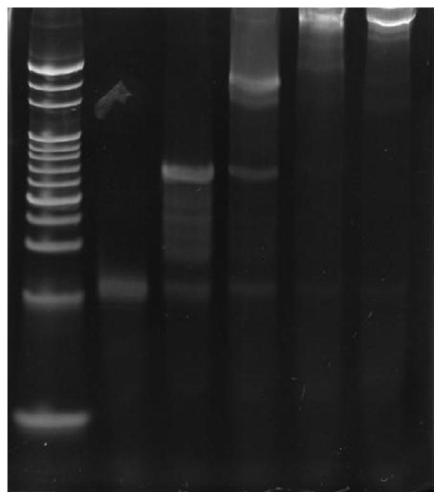 Electrochemical nucleic acid detection method based on DNA (deoxyribonucleic acid) walking and rolling circle amplification signal magnification