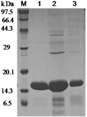 A method for synthesizing short-chain aromatic esters using cutinase