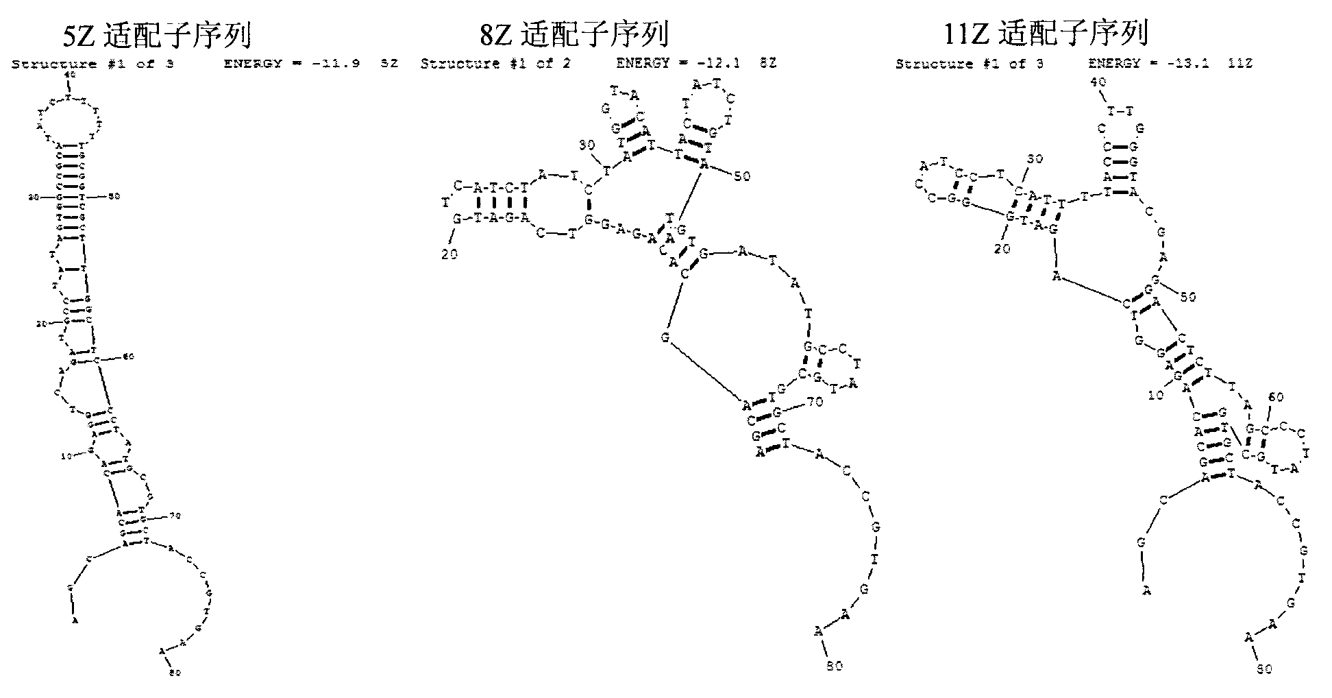 Oligonucleotides aptamer special for distinguishing zearalenone