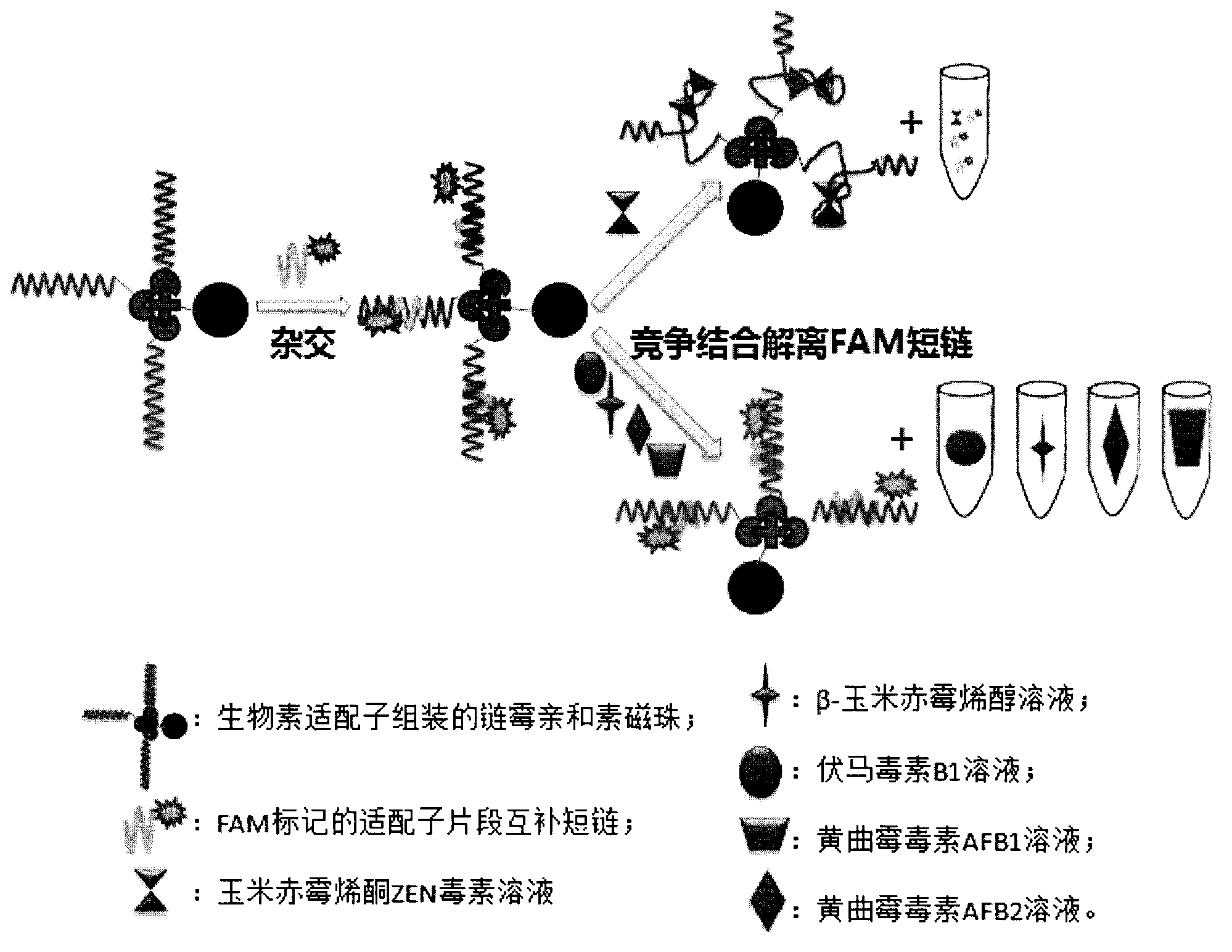 Oligonucleotides aptamer special for distinguishing zearalenone