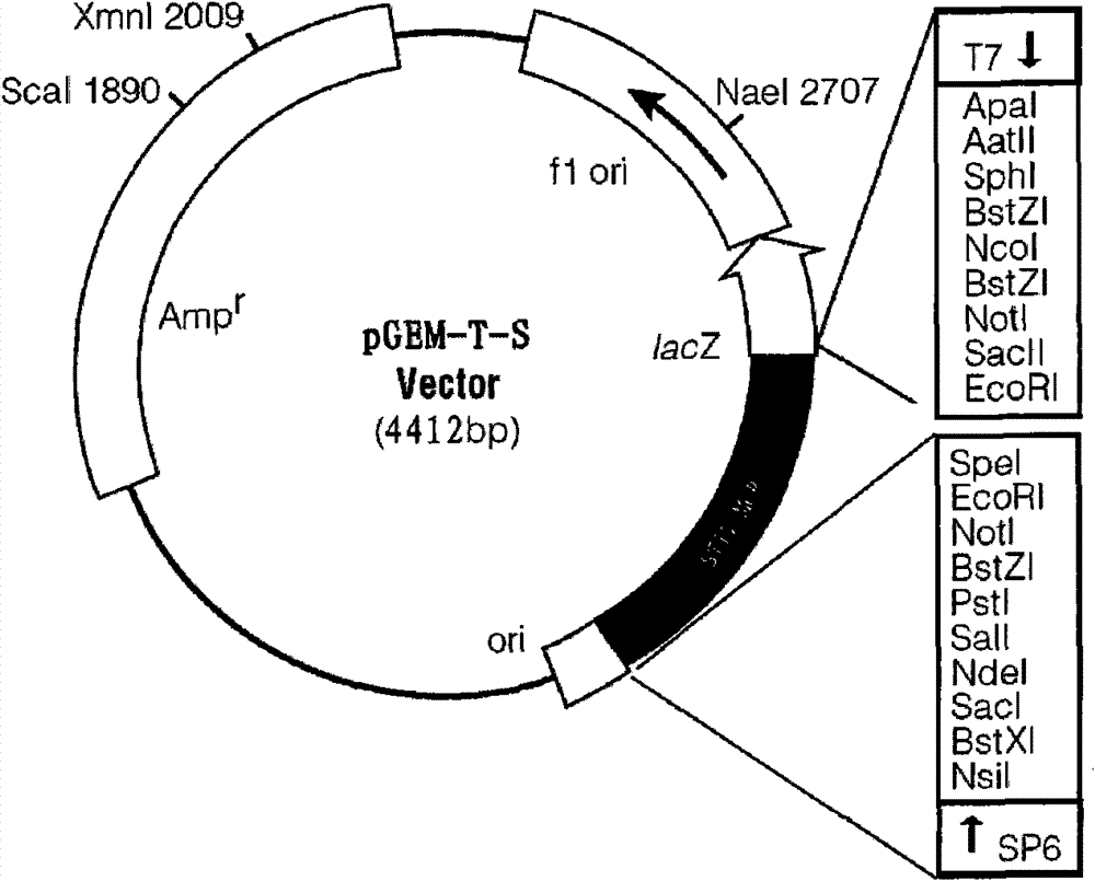 Standard positive reference material for rana grylio virus (RGV) detection