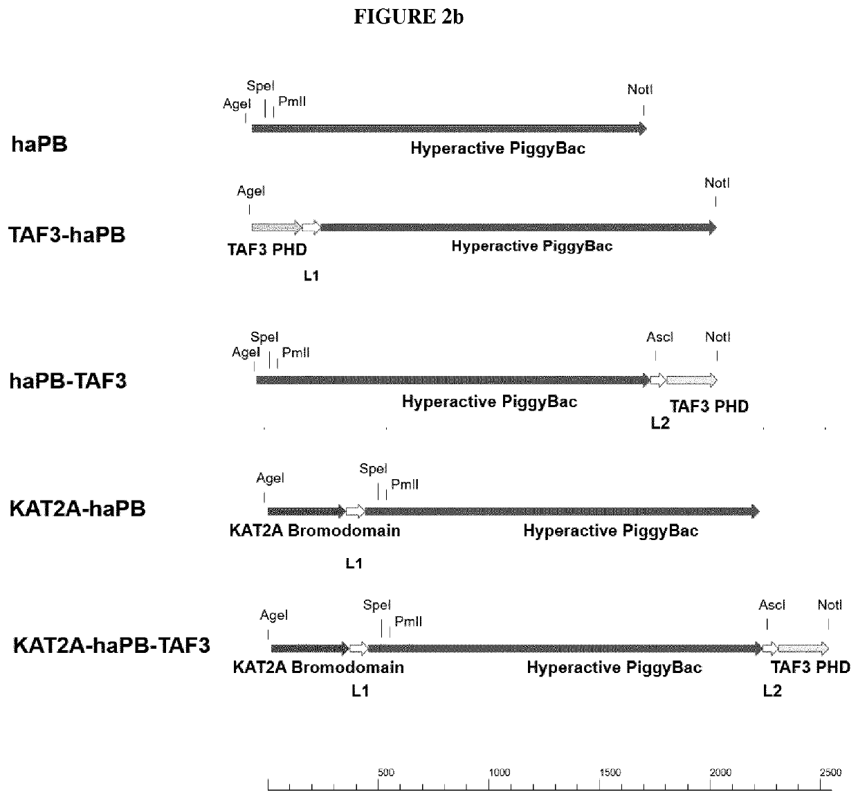 Transposase with enhanced insertion site selection properties