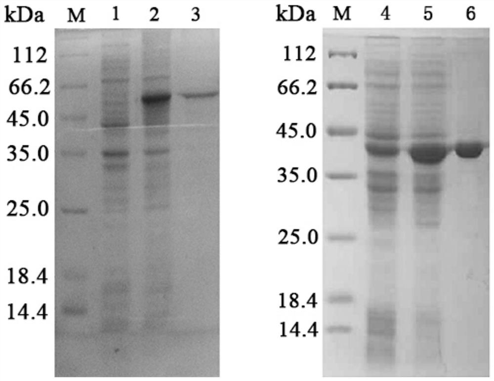 A kind of flounder rhabdovirus detection test paper and preparation method thereof