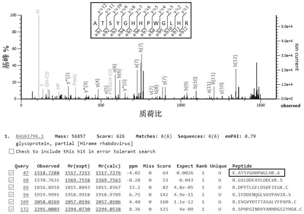 A kind of flounder rhabdovirus detection test paper and preparation method thereof