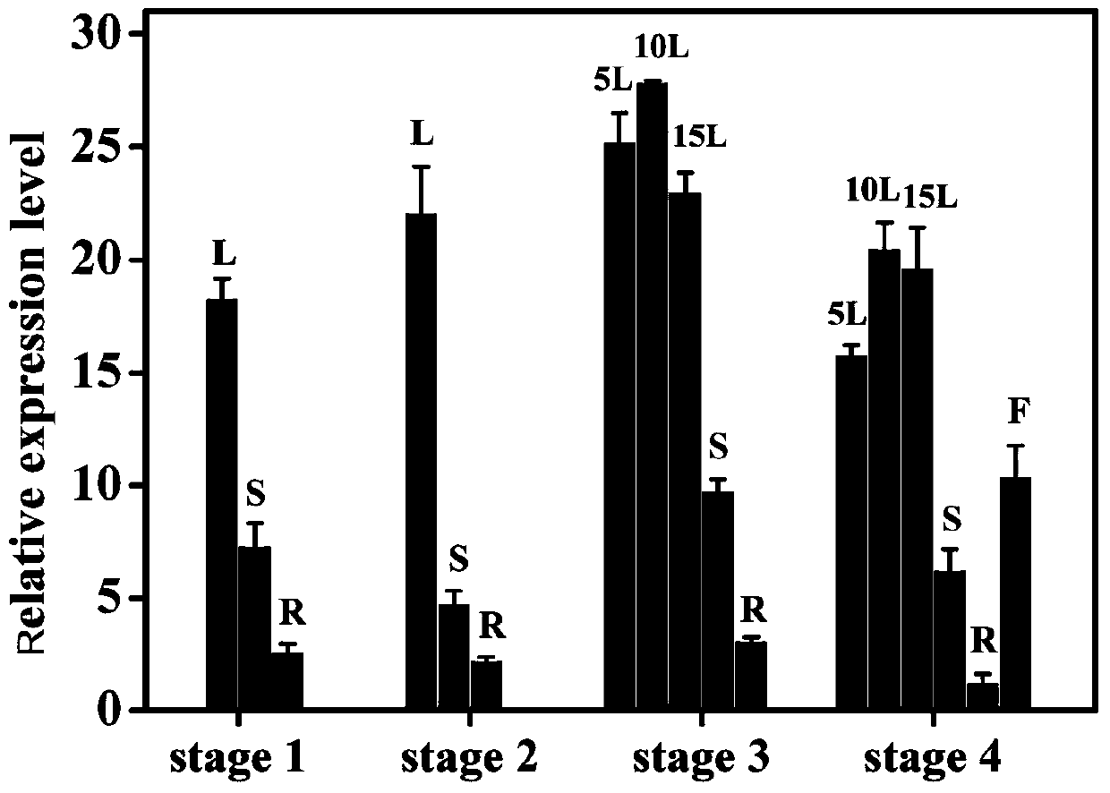 Tobacco carotenoid isomerase gene and its application