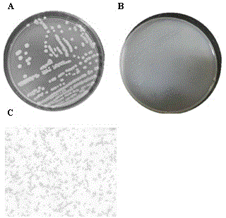 Pseudomonas vranovensis with phosphorus solubilizing capability and application thereof