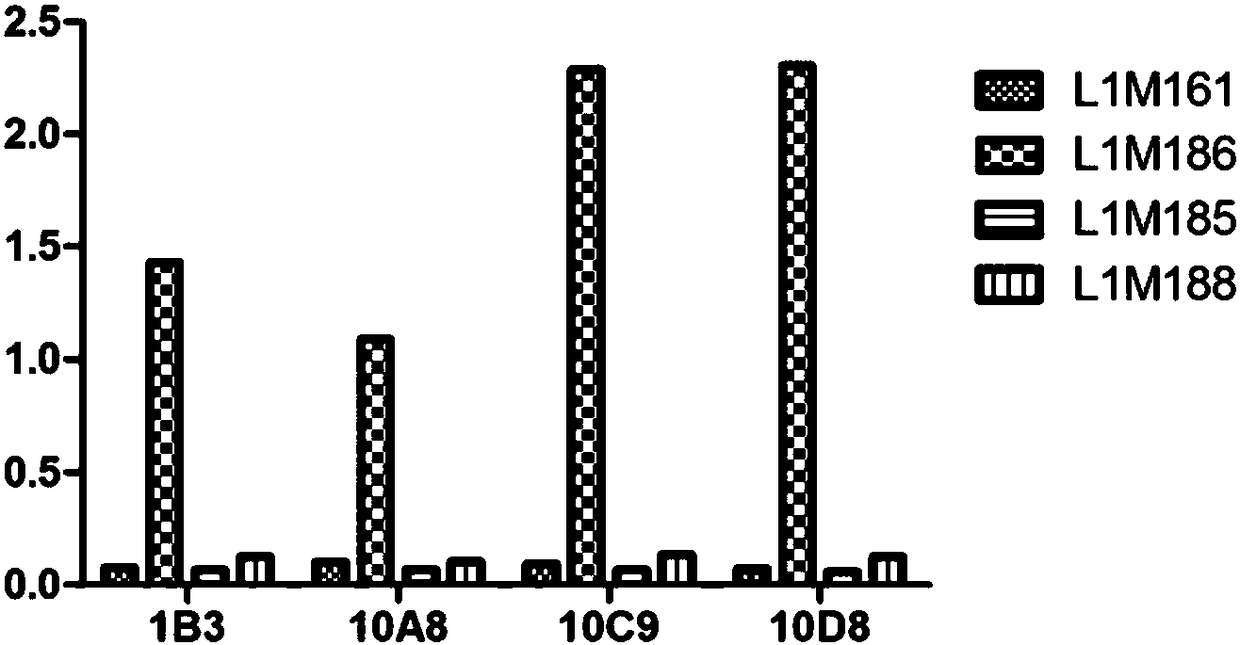 Monoclonal antibody capable of specifically identifying HPV18 L1 protein and application of monoclonal antibody