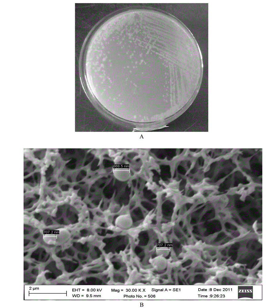 Crude oil degrading bacterium for producing lipid biosurfactant and application