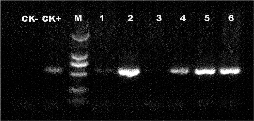 Quick diagnostic kit for abalone shriveling syndrome associated virus (AbSV) and detection method