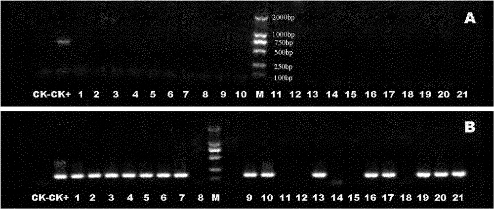 Quick diagnostic kit for abalone shriveling syndrome associated virus (AbSV) and detection method