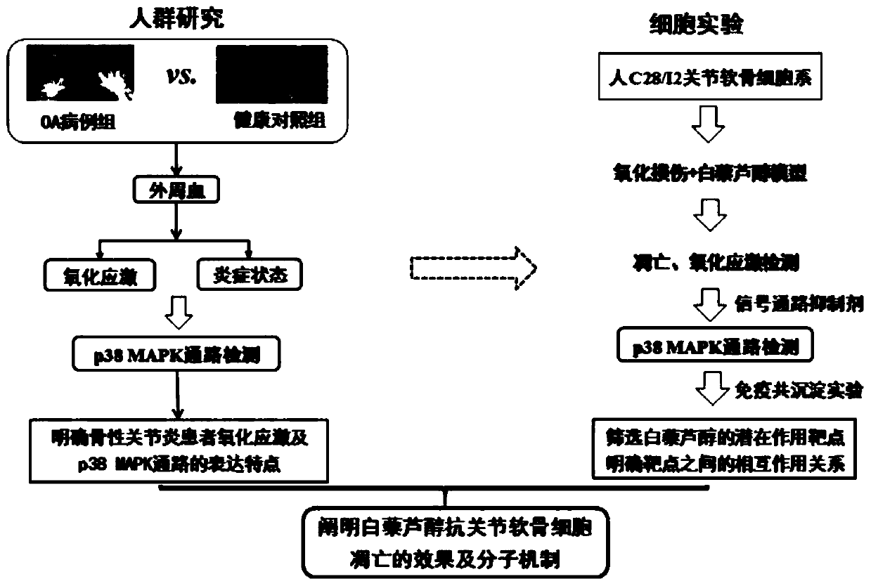 Experimental method for researching anti-articular cartilage cell apoptosis of resveratrol