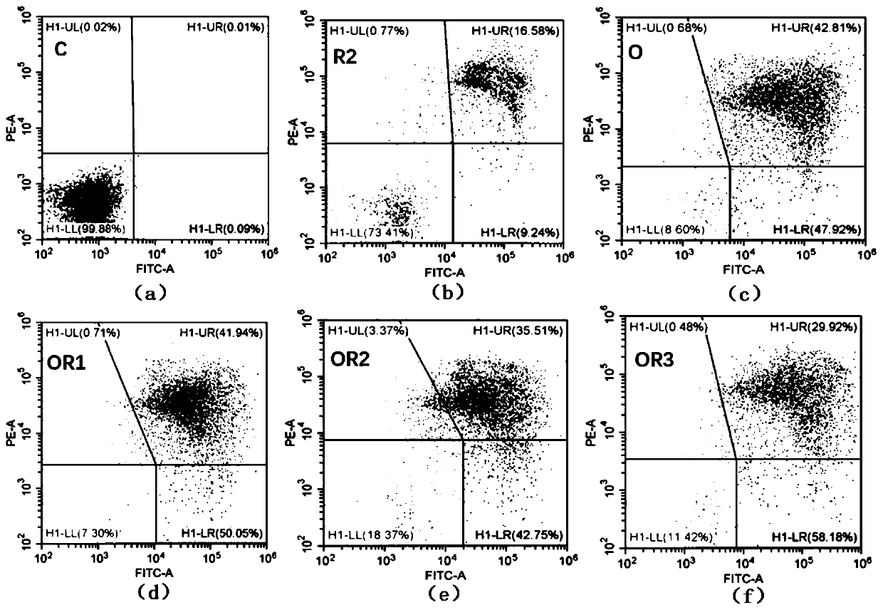 Experimental method for researching anti-articular cartilage cell apoptosis of resveratrol