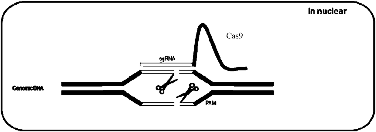 Gene editing system, expression vector, gene editing kit and application thereof