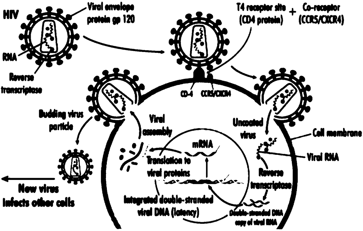 Gene editing system, expression vector, gene editing kit and application thereof