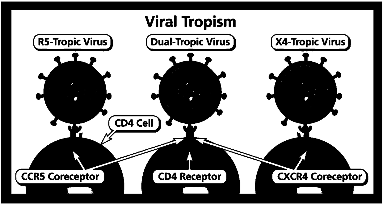 Gene editing system, expression vector, gene editing kit and application thereof