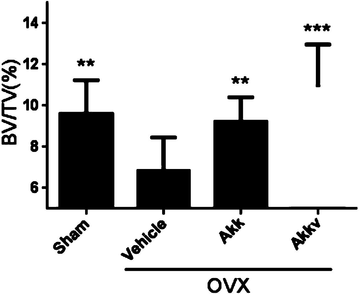 Application of probiotics and their outer membrane vesicles in the preparation of drugs for the prevention and treatment of osteoporosis