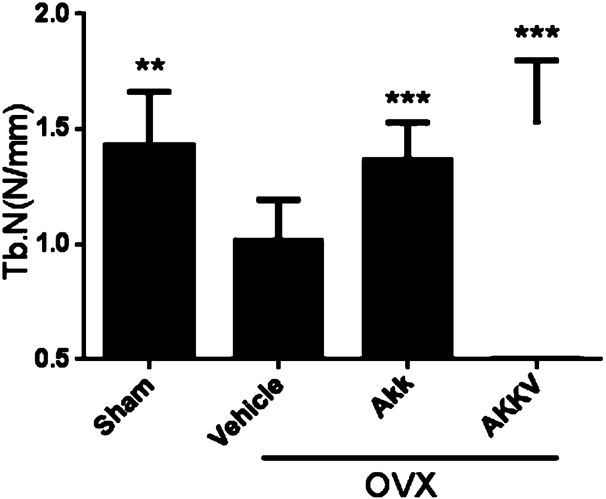 Application of probiotics and their outer membrane vesicles in the preparation of drugs for the prevention and treatment of osteoporosis