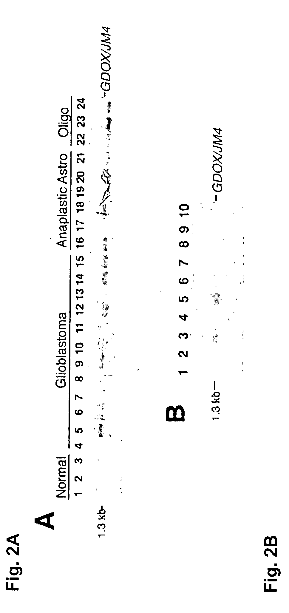 Compositions and methods for treatment and detection of multiple cancers