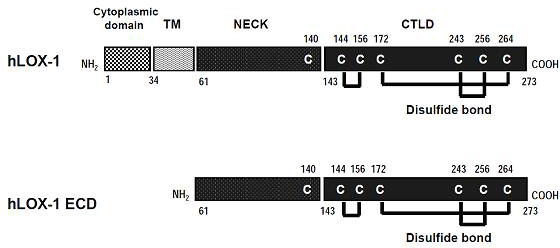 Efficient soluble expression and purification method of human LOX-1 (lectin like oxidized low density lipoprotein receptor-1) extracellular domain