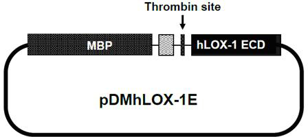 Efficient soluble expression and purification method of human LOX-1 (lectin like oxidized low density lipoprotein receptor-1) extracellular domain