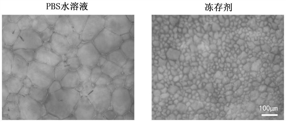 Cryoprotectant and preparation method thereof, and application of cryoprotectant in coccidiosis oocysts