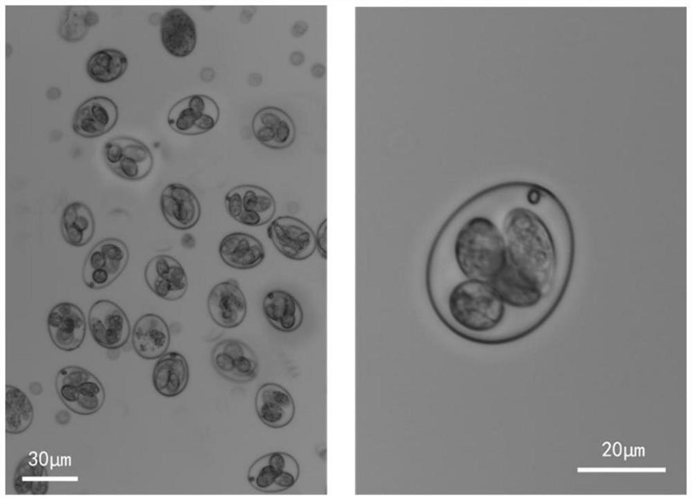 Cryoprotectant and preparation method thereof, and application of cryoprotectant in coccidiosis oocysts