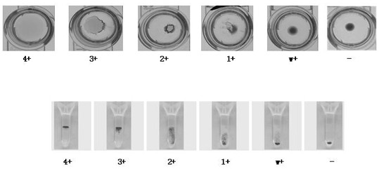 A kind of pool-checking red blood cell blood group irregular antibody detection kit based on solid-phase agglutination technology and preparation method