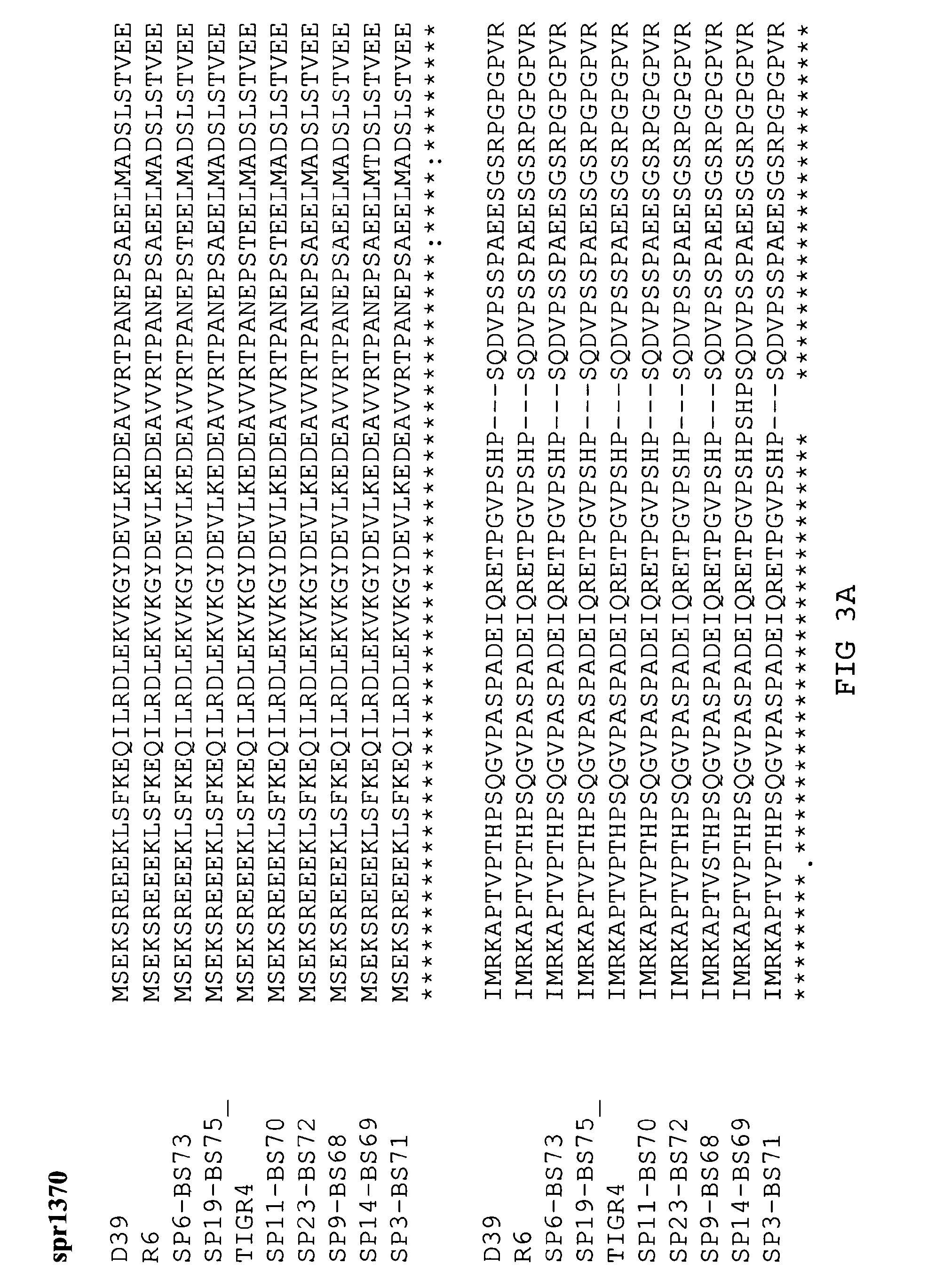 Antigenic protein fragments of Streptococcus pneumoniae