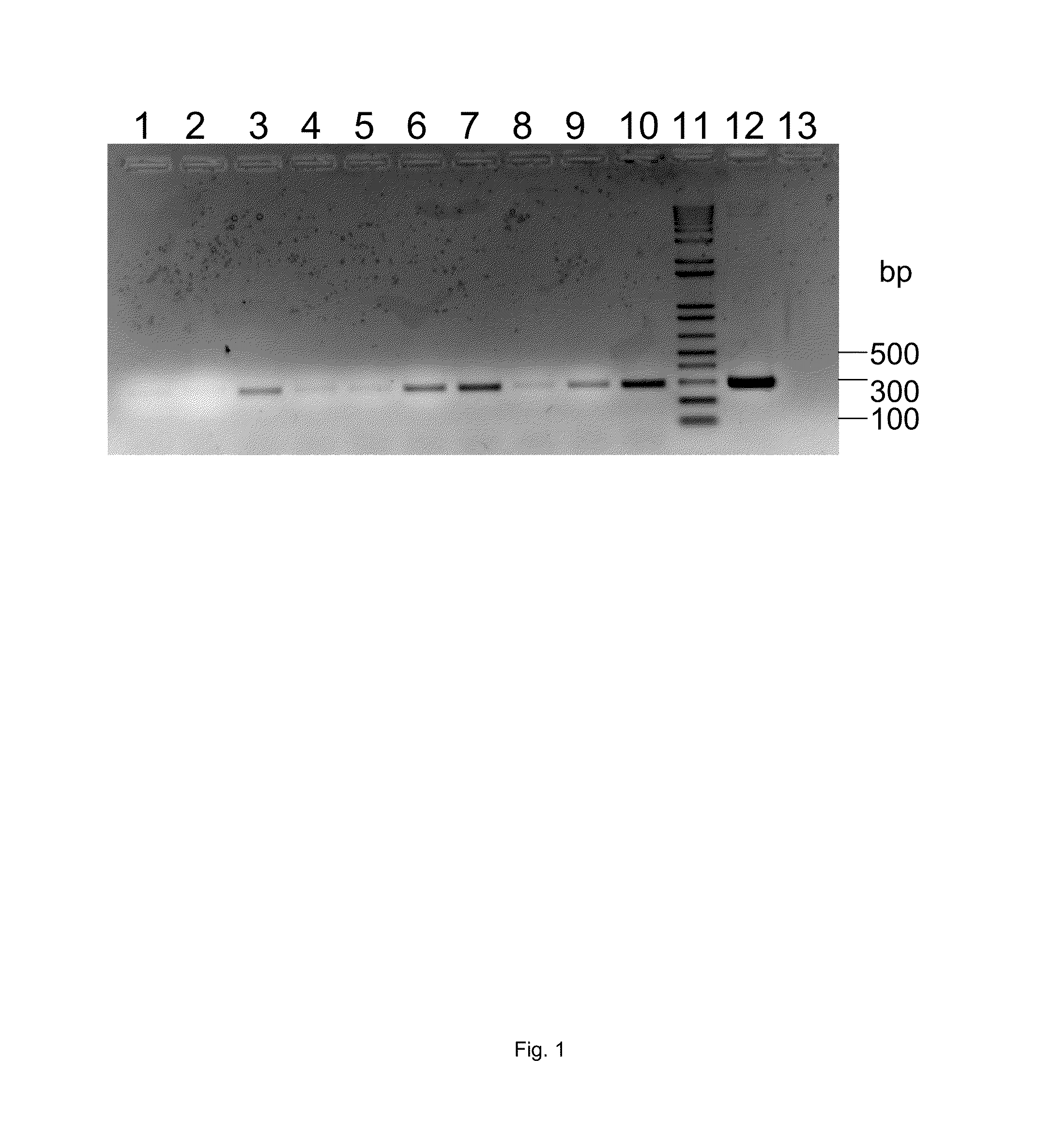 Talaromyces transformants