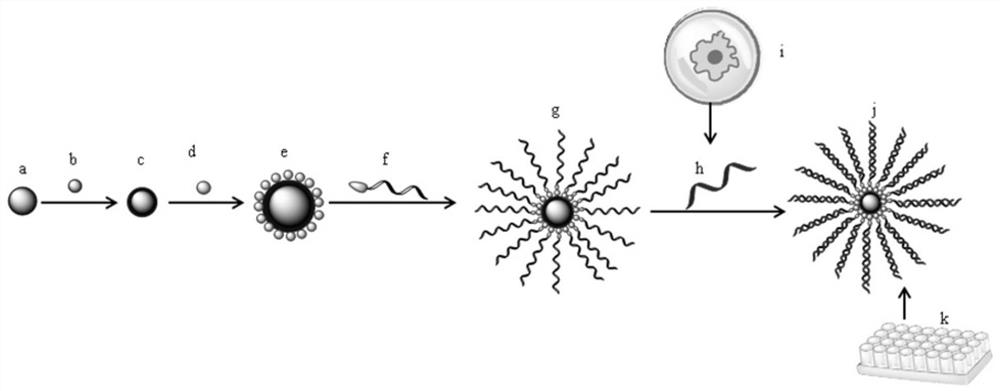 Hepatitis B covalently closed circular dna magnetic capture technique