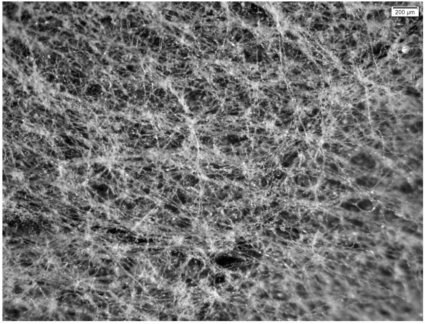 Microscopic slide preparation method for observing characteristics of lower epidermis of folium artemisiae argyi