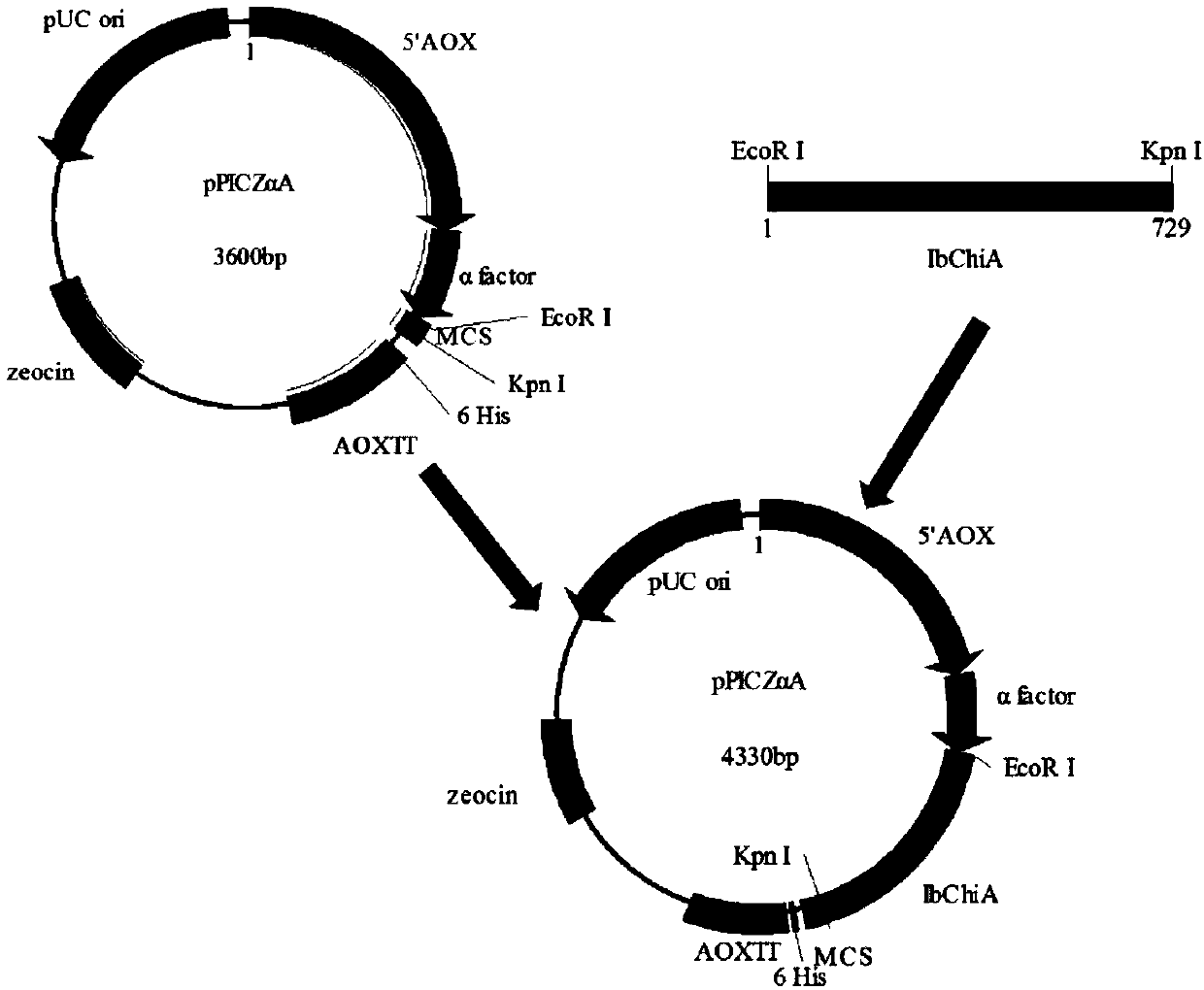 Recombinant pichia pastoris and expression product and application thereof