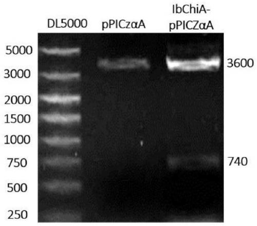 Recombinant pichia pastoris and expression product and application thereof