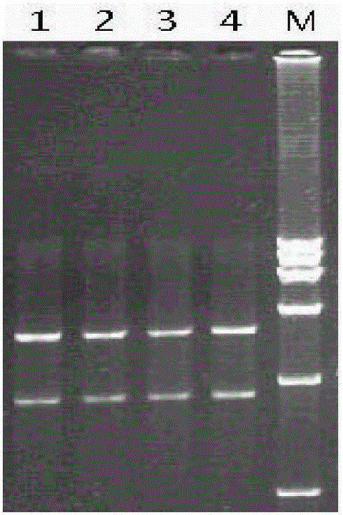 A kind of chimeric virus and its preparation method and application