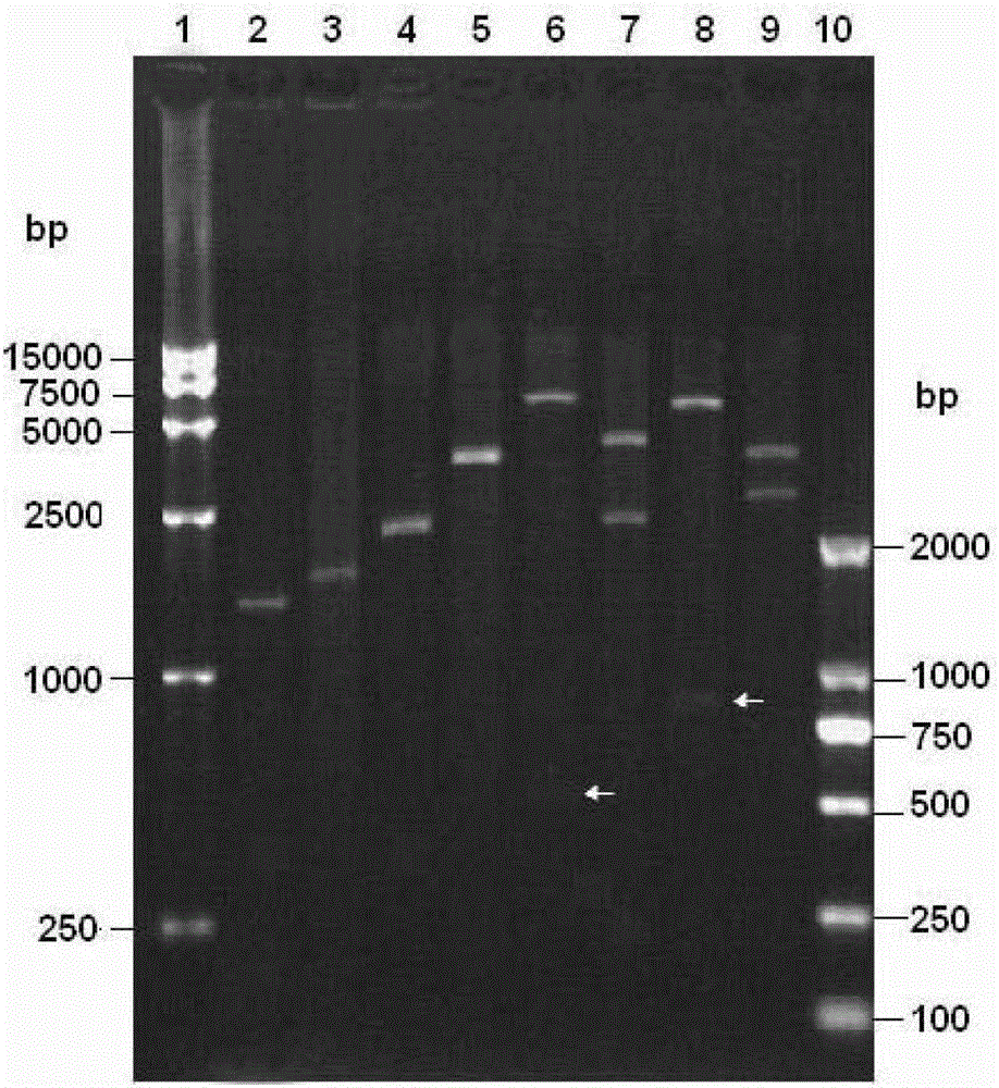 A kind of chimeric virus and its preparation method and application