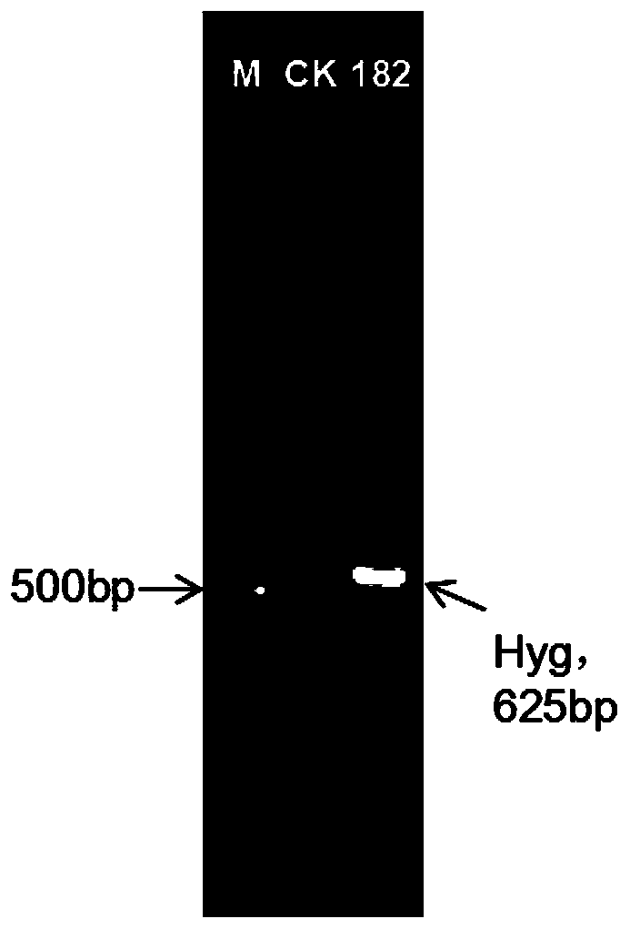 LbKN1 gene derived from Lubao No.1 and application of LbKN1 gene