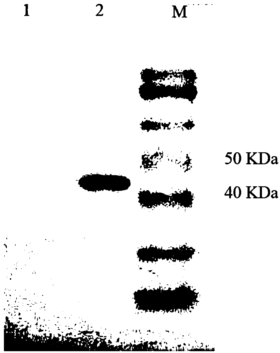 Clostridium perfringen alpha toxin genetic engineering vaccine and preparation method thereof