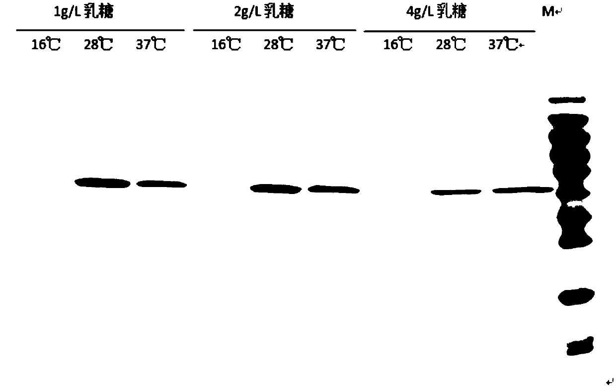 Clostridium perfringen alpha toxin genetic engineering vaccine and preparation method thereof