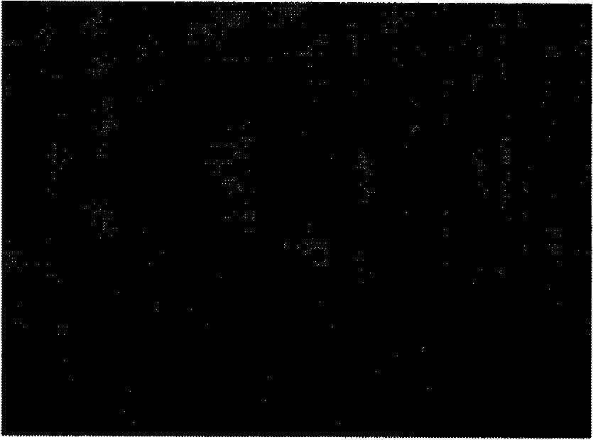 Method for separating and cultivating rat hepatocytes