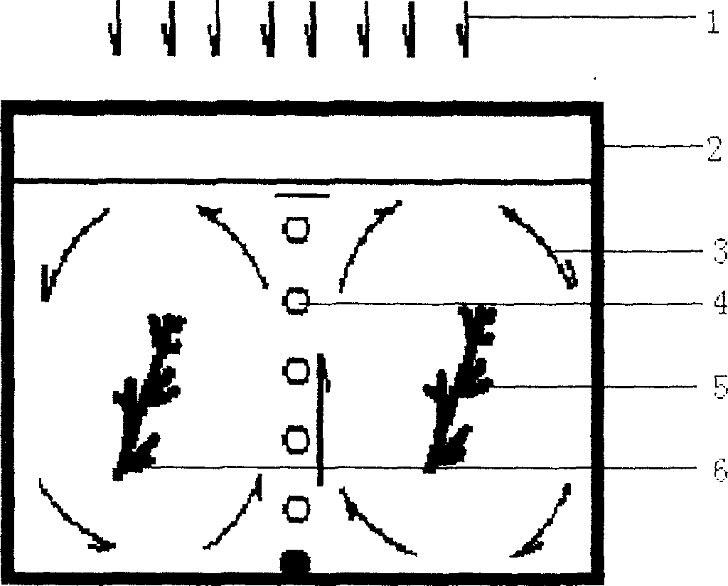 KMethod for carrying out germchit production for brown alga sargassum through breeding induction and controlled fertilization