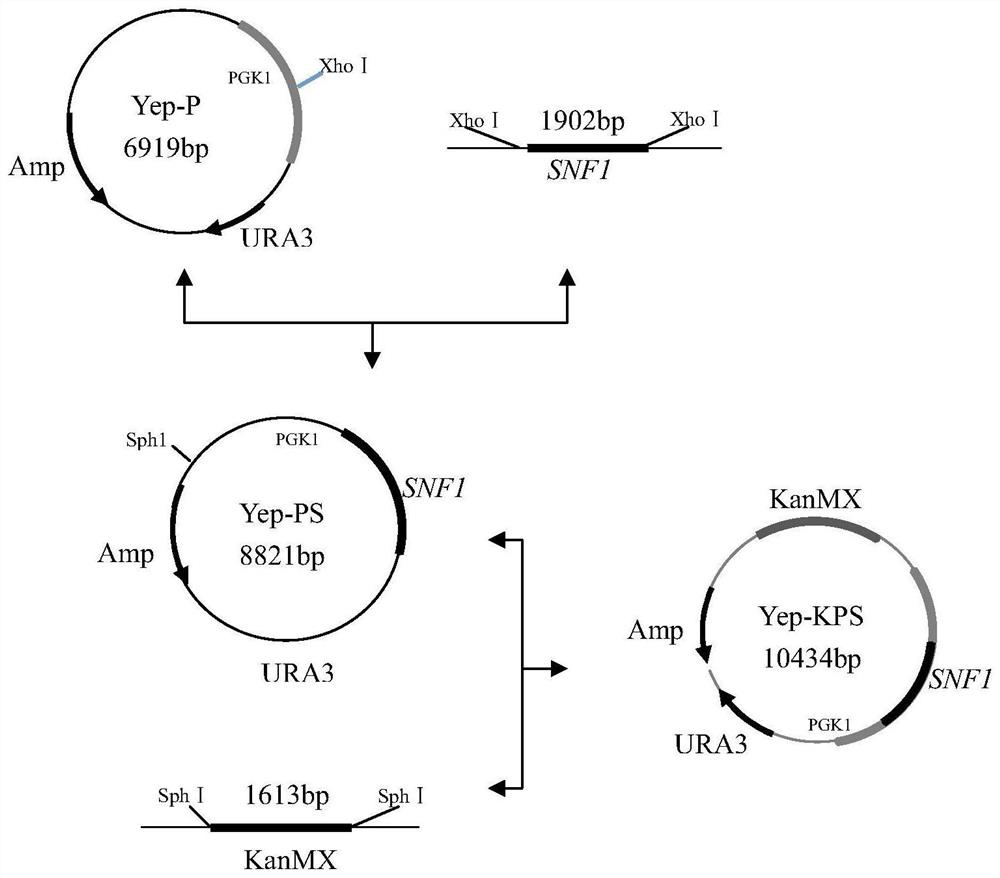 A high tolerance yeast strain suitable for frozen dough fermentation and its application